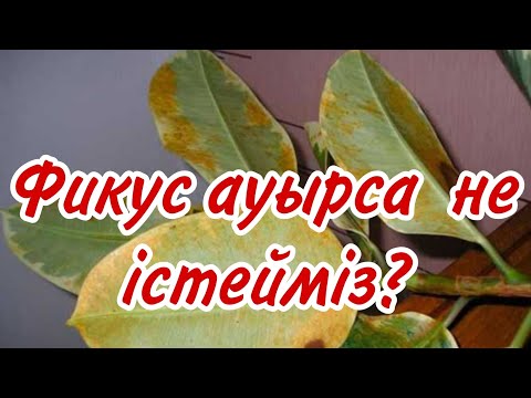 Видео: Ауырып тұрған ФИКУС ГҮЛІН қалай қиямыз?#гүл #үйгүлдері #ФИКУС