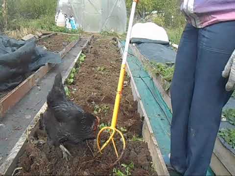 Видео: что лучше: культиватор ТОРНАДО, огородные вилы или лопата.