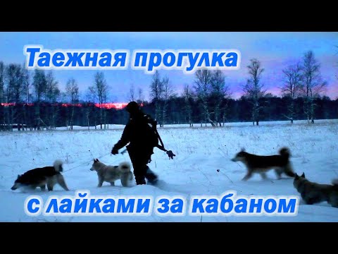 Видео: Таежная прогулка с лайками за кабаном