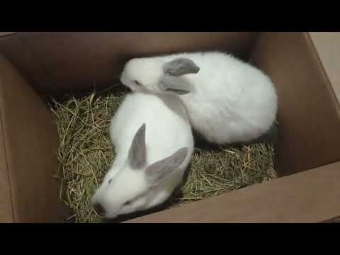 Видео: Обзор кроликов. Вес крольчат 50 дней.