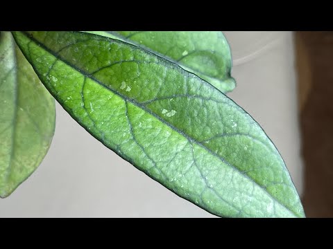 Видео: Хойи новинки 🌿🌱 И чашка чая 🍵