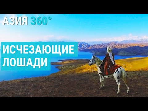 Видео: Возрождение исчезающей породы лошадей в Кыргызстане| АЗИЯ 360°