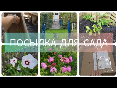 Видео: ПЕРВЫЙ ОПЫТ ЗАКАЗА РАСТЕНИЙ ОНЛАЙН #ПОСЫЛКА#ПОСАДКА И #УДОБРЕНИЯ🌱#дача#германия#нашадача#саженец