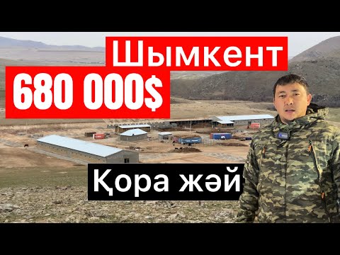 Видео: Шымкентте қалай мал бордақылайды 🤔