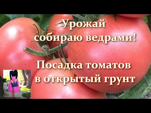 Видео: Посадка томатов в открытый грунт: когда сажать и сеять томаты - рассадный способ, томаты из семян