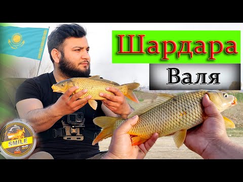 Видео: Рыбалка на Шардаре Золотая чешуя
