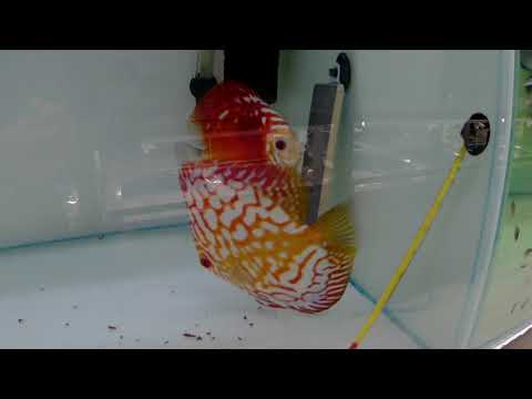 Видео: Дискусы из Апшеронска на Азиатской разводне дискусов.