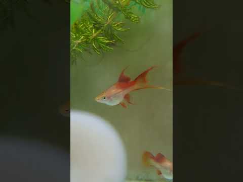 Видео: Как да разпознаем полът на скалариите.Други новинки из аквите