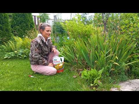 Видео: Обрезка Ирисов после цветения