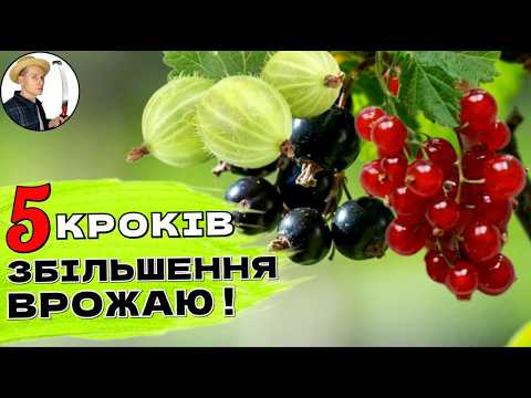 Видео: 5 кроків до збільшення врожаю смородини, порічки та аґрусу восени