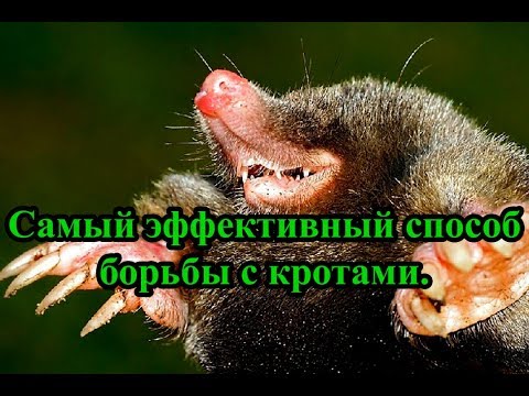 Видео: Самый эффективный способ борьбы с кротами.