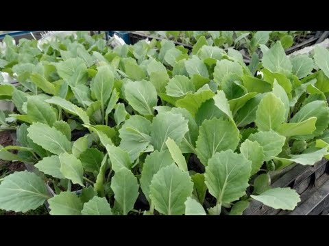 Видео: Щоб рання капуста не витягувалась. Вирощування капусти без теплиці.