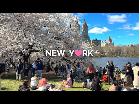 Видео: [4K]🇺🇸Весенняя прогулка по Нью-Йорку🌸💮: Пик цветения вишни Цветение в Центральном парке / 2024 г.