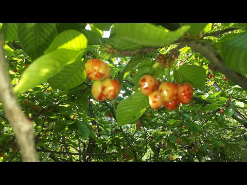 Видео: ГИЛОСНИ ЧАНГЛАТИШНИ  ОДИЙ УСУЛАРИ