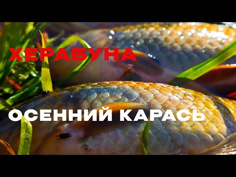 Видео: ОСЕНЬЮ клюёт КРУПНЯК!? JIADIAONI Extreme (28/5,4 м)