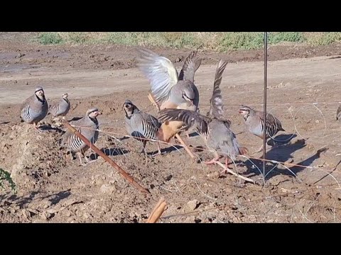 Видео: 20 сентября 2025 г.