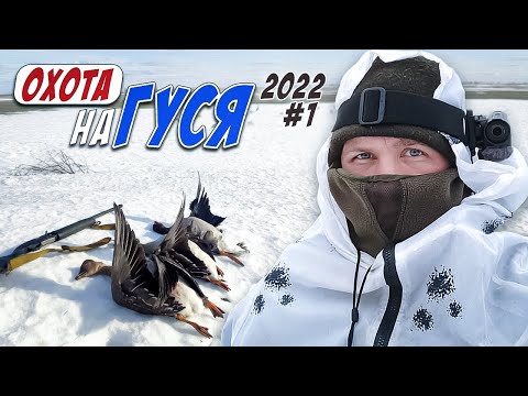 Видео: охота на гуся 2022! саратовская область часть первая