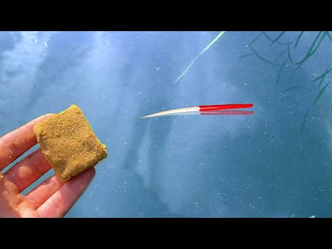 Видео: НАКОРМИЛ ХАЛВОЙ...КРУПНЯК НЕ ДАЛ ЗАБРОСИТЬ! Жирно прёт поплавок. Рыбалка 2023