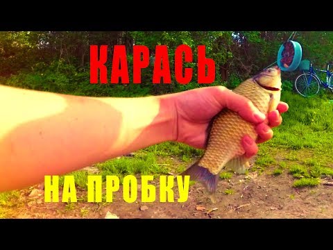 Видео: Ловля Капризного майского карася - Ловля на Пробку и Кормак