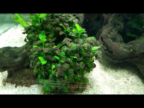 Видео: Две недели без ухода. Водоросли