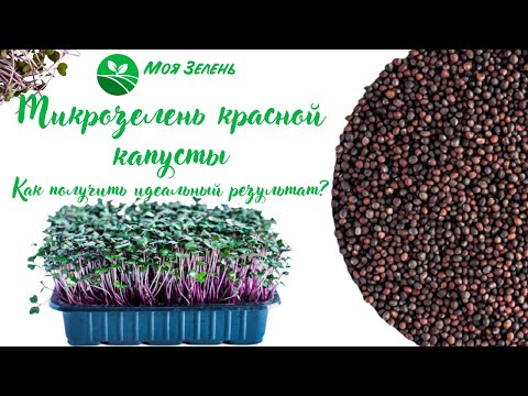 Видео: Красная капуста - краснокочанная. Микрозелень. Урок по выращиванию.