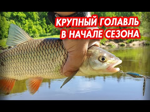 Видео: Как ловить крупного Голавля и Жереха на Угре? В этом ролике всё предельно понятно.