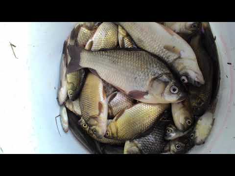 Видео: Куйбышевский обводнительно-оросительный канал.