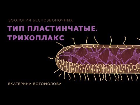 Видео: 6. Тип Пластинчатые. Трихоплакс. Зоология беспозвоночных -  7 класс