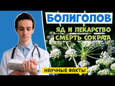Видео: Болиголов: как работает и можно ли им лечиться? Врач vs травник. Болиголов при раке