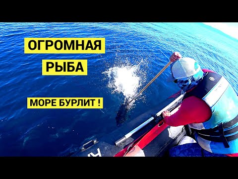 Видео: Огромная рыба. Море бурлит!