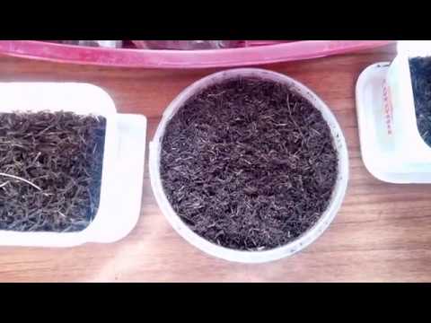 Видео: Продолжение ролика о скорости размножения популяции червя Eisenia andrei (окончательный результат)