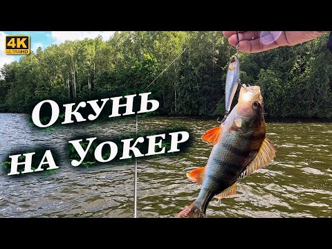 Видео: Окунь на Уокер, а Судаки козлы. Что делать если не клюёт крупняк?