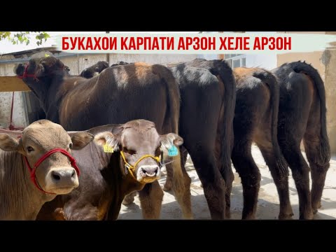 Видео: 15 сентября 2025 г.
