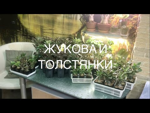 Видео: Адениумы март 2022