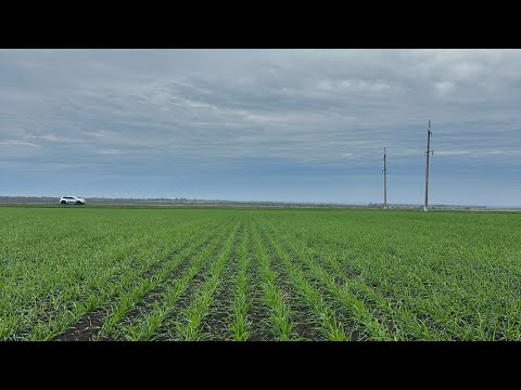 Видео: Озимая пшеница Еланчик 