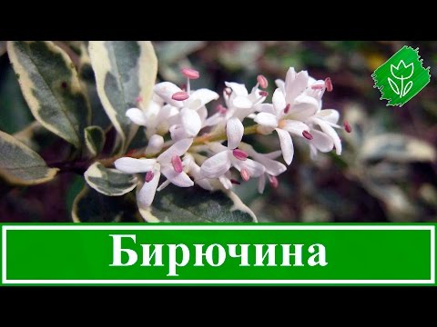 Видео: 🌾 Кустарник бирючина – посадка и уход, обрезка и размножение бирючины; виды и сорта бирючины