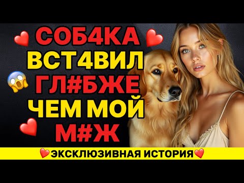 Видео: Собака лучше мужа – верный друг и защитник семьи