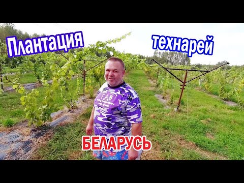 Видео: 🔴🔴Огромный Виноградник с техническими сортами винограда. Виноград Беларуси.