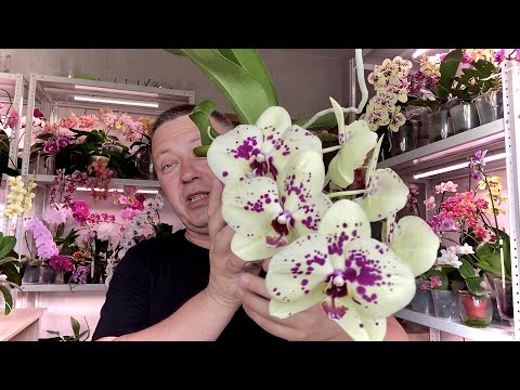 Видео: переоцененные ОРХИДЕИ ПРЕДОСТЕРЕЖЕНИЕ новичкам НЕ ПОКУПАЙТЕ ЭТИ ОРХИДЕИ ДОРОГО