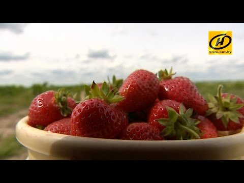 Видео: 100 тонн клубники за сезон собирает фермер из Борисовского района