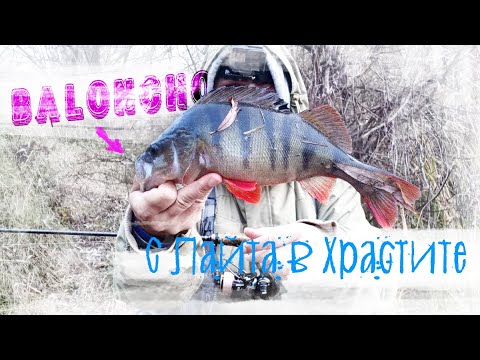 Видео: Балончо - с лайта в храстите за едри риби. Част II. Ultra Light риболов на костур.