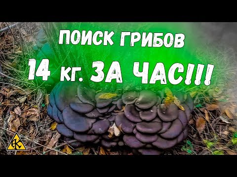 Видео: За час нашли 14 кг. грибов вешенки! В посадке.