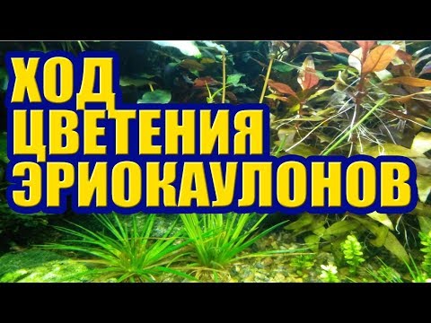 Видео: Обрезаю Цветоносы. Появились две Детки. Ход цветения Эриокаулонов Синереум. Растения в Аквариуме