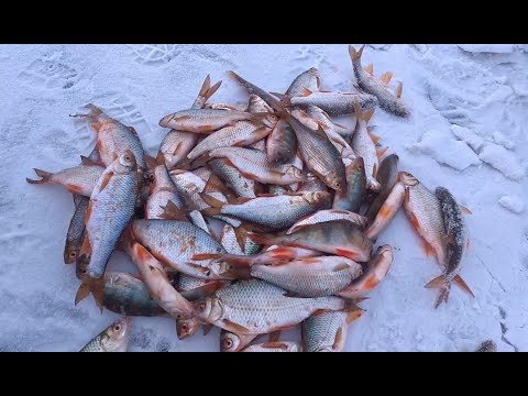 Видео: Рыбалка с ДРУГОМ! ПЛОТВА не даёт нам скучать! Зимняя рыбалка 2025!