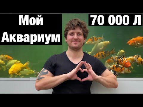 Видео: Мой аквариум на 70 тонн для карпа Кои. Компания Атолл воплощает мечты! Строим океанариум или пруд.