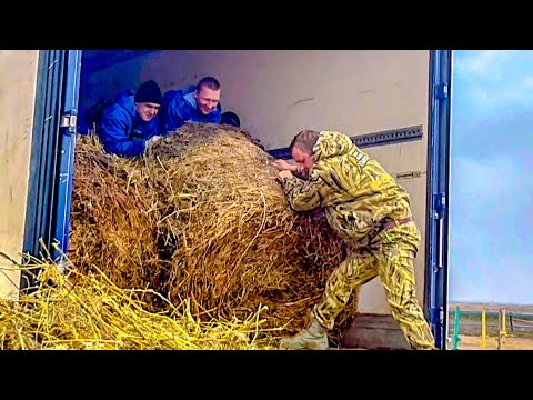 Видео: Разгрузка продолжается, каждый такой огромный тюк сена это ЧЕТЫРЕ  ДНЯ ЖИЗНИ ЛОШАДЕЙ! Нужна помощь!