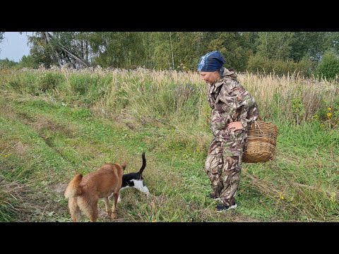 Видео: Предприимчивый кот, лесные дары и хоромы для дров