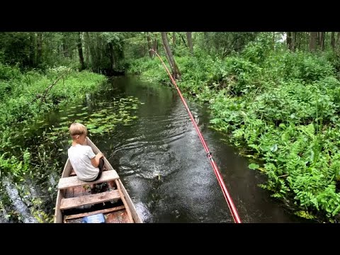 Видео: Риболовля, природа і смачна їжа Кемпінг з сім'єю на Стоході