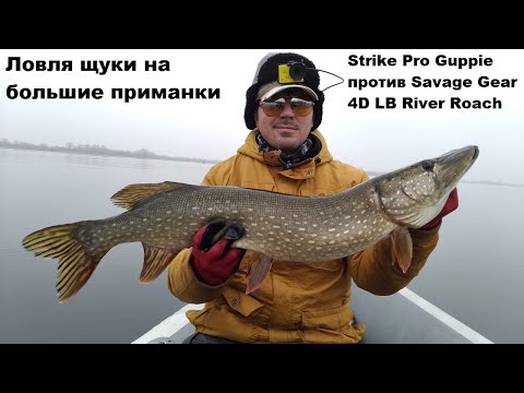 Видео: Ловля щуки на большие приманки.Strike Pro Guppie против Savage Gear 4D LB River Roach.