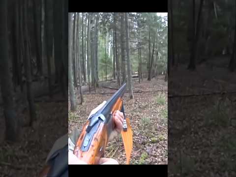 Видео: Белый кролик в зимнем лесу#охота #rabbithunting#chasse #wildlife